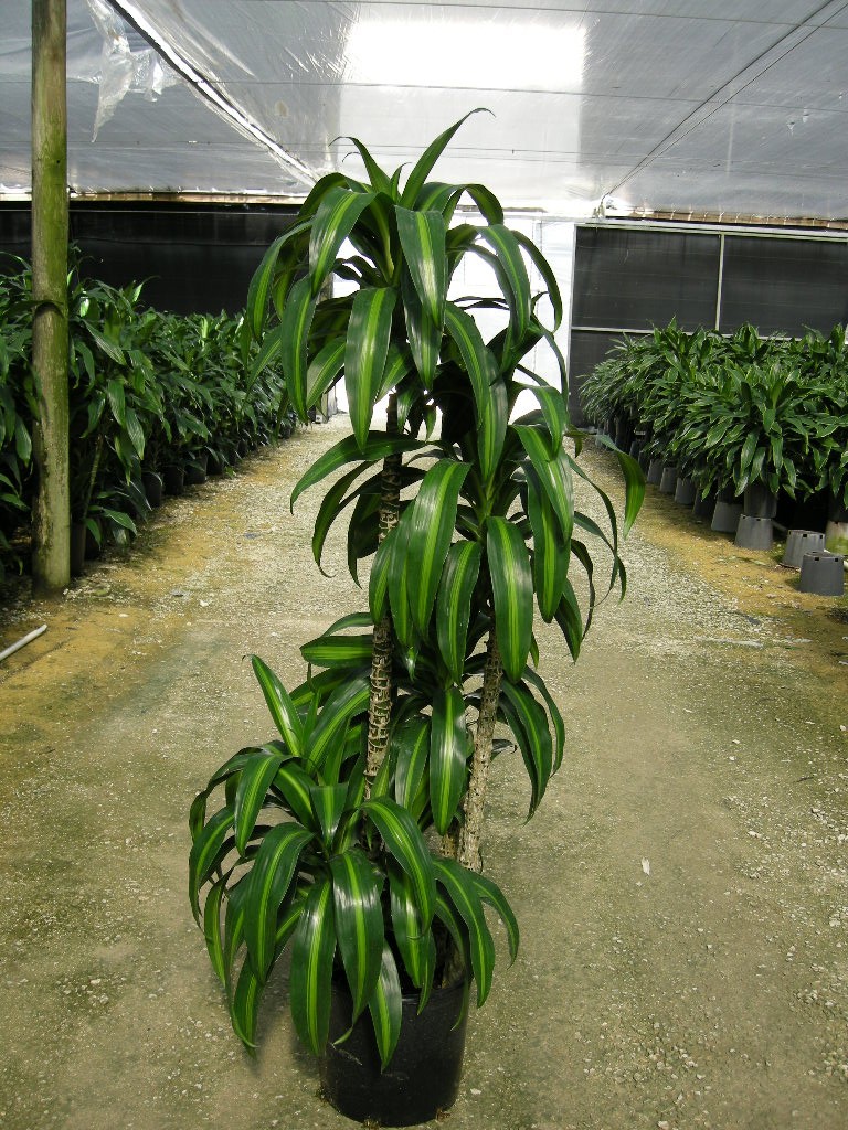 10" Dracaena Hawaiian Sunshine Cane 10" Dracaena Hawaiian Sunshine Cane